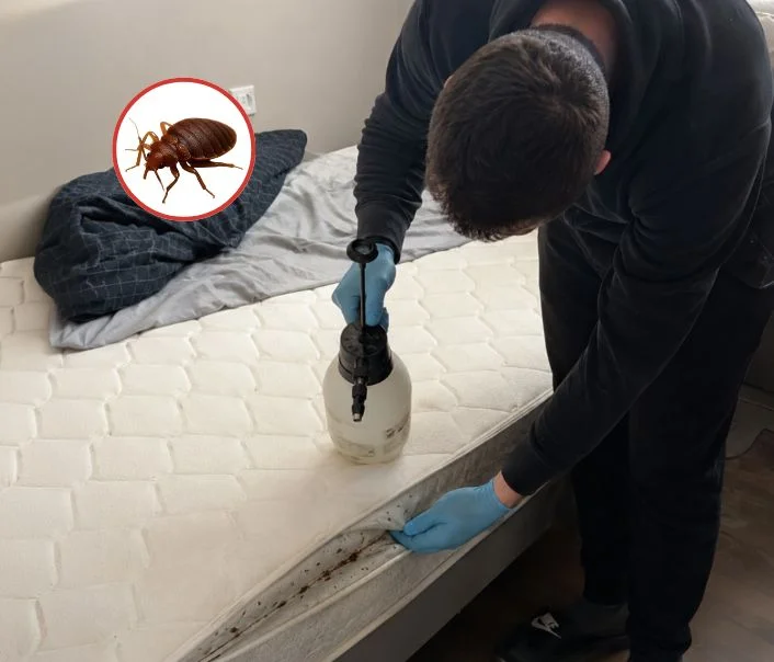 Technicien traitant un matelas contre les punaises de lit à Saint-Gratien